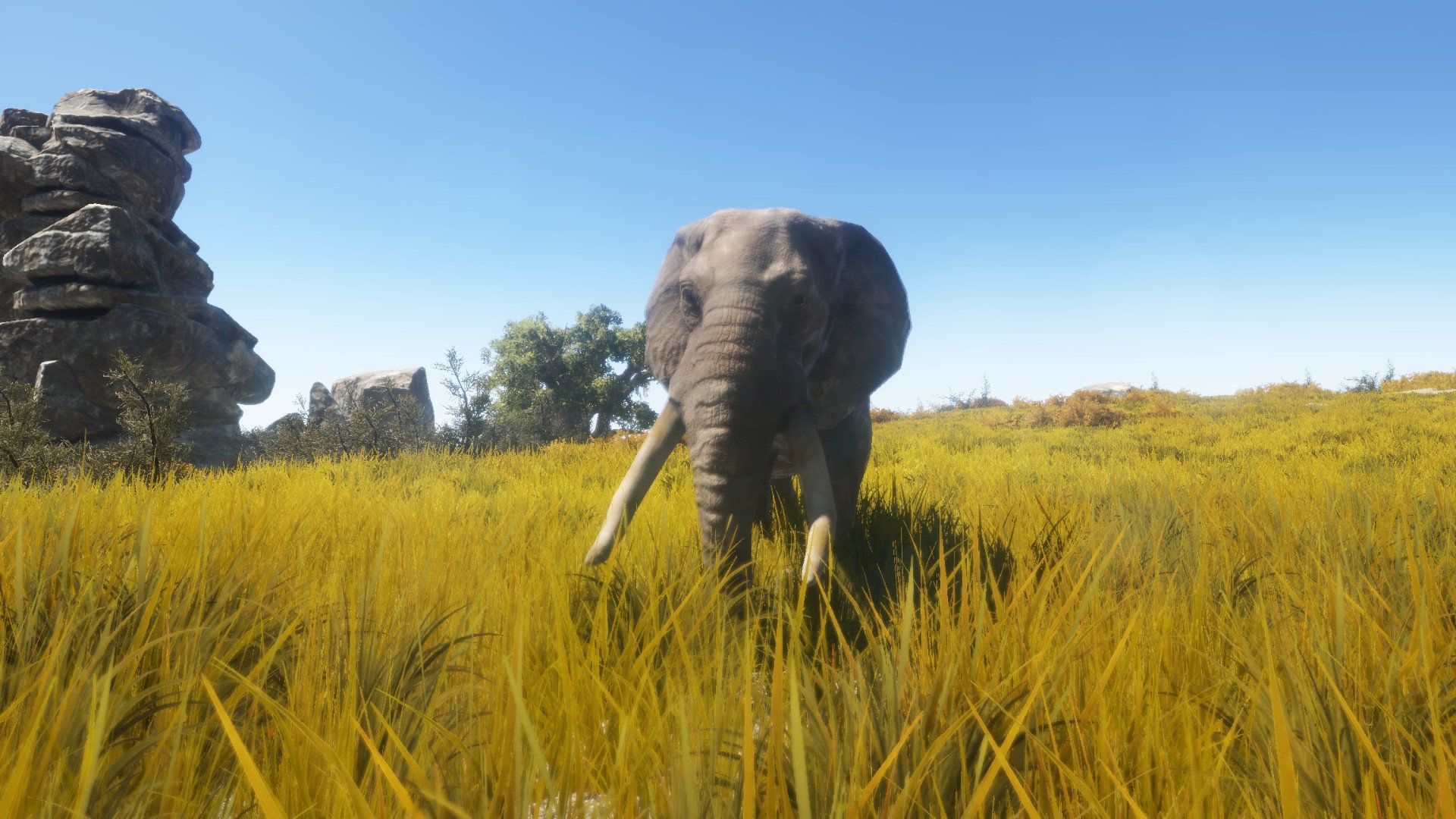animallica