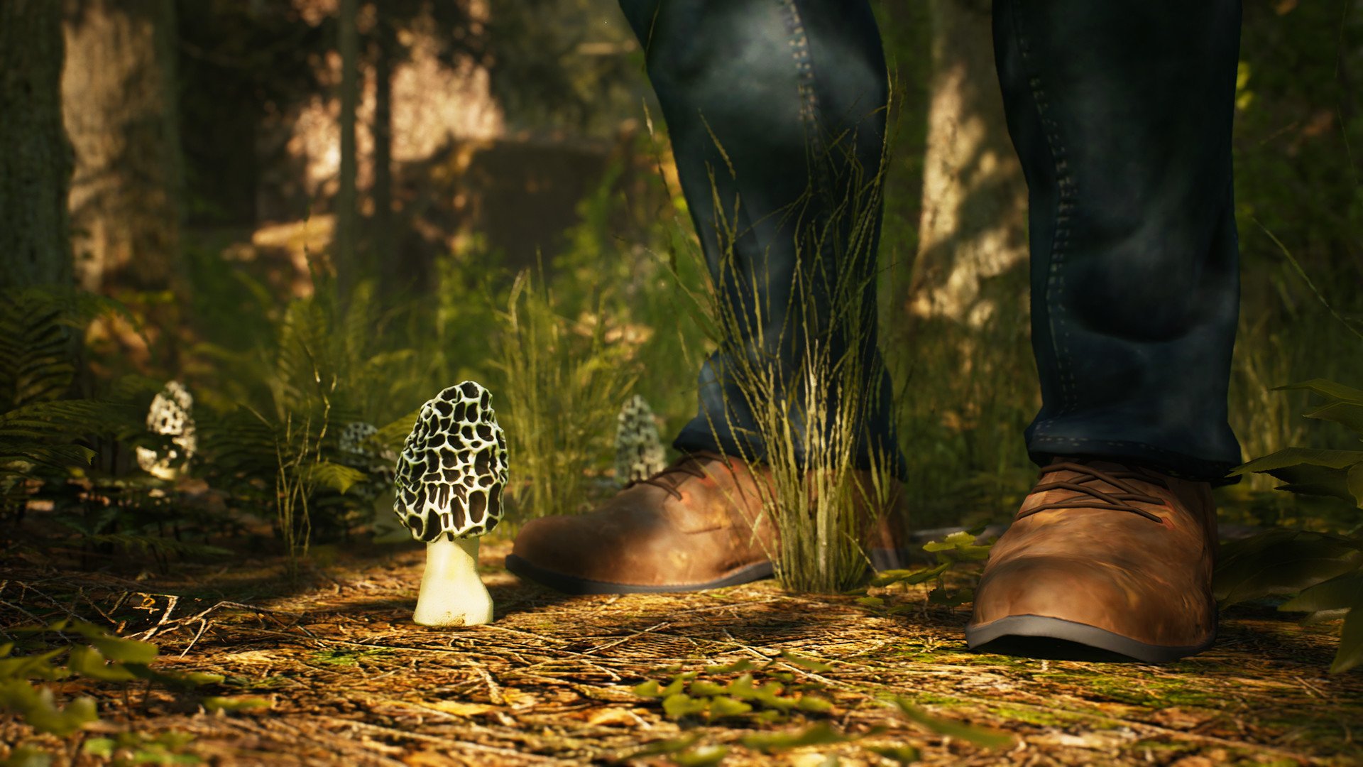 Morels
