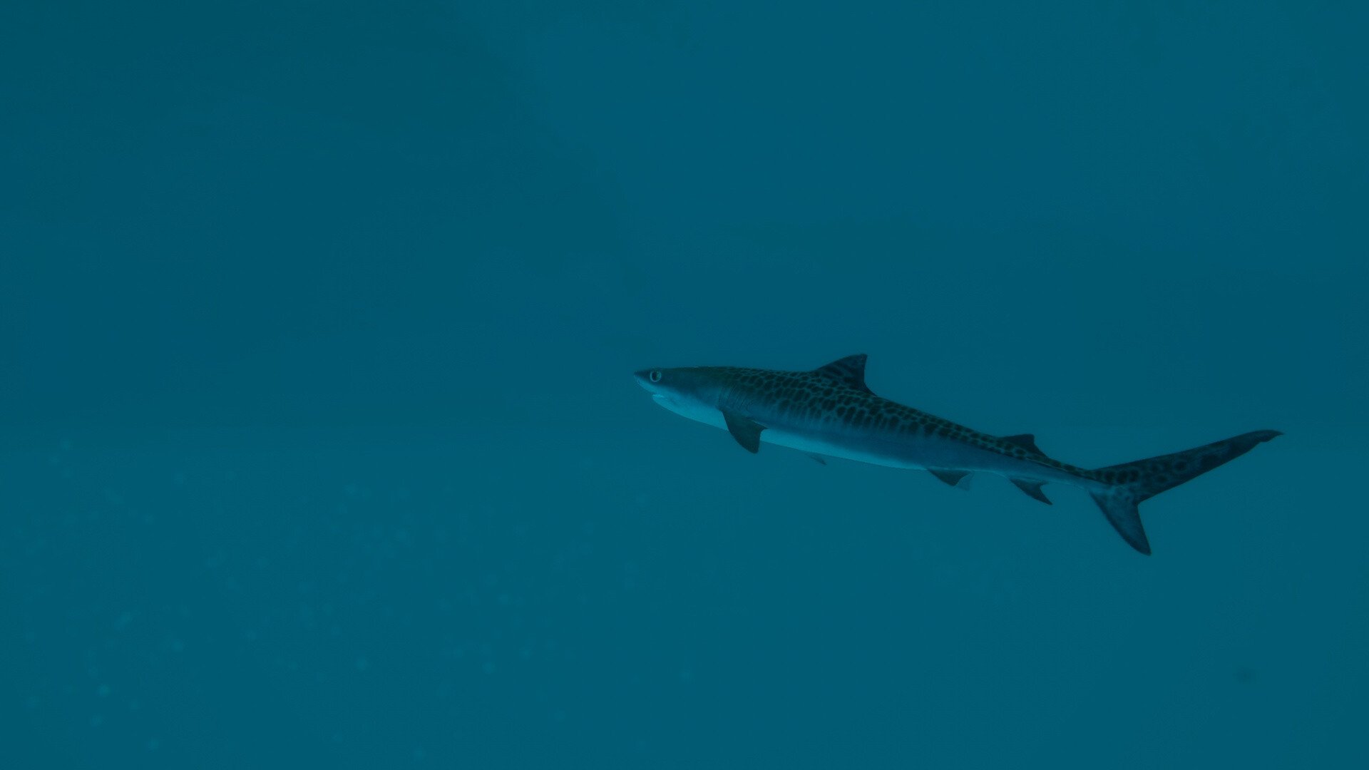 Ultimate Fishing Simulator 2