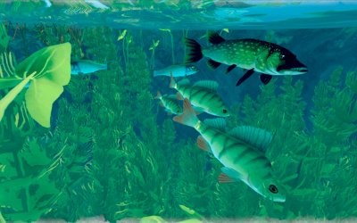 Among Ripples: Shallow Waters