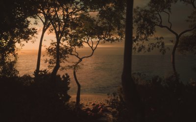 Lushfoil Photography Sim
