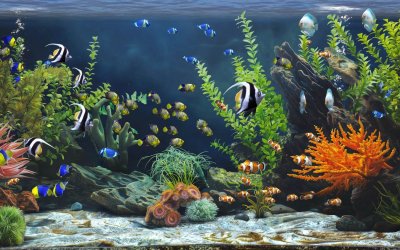 Zen Aquarium