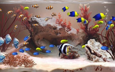 Zen Aquarium
